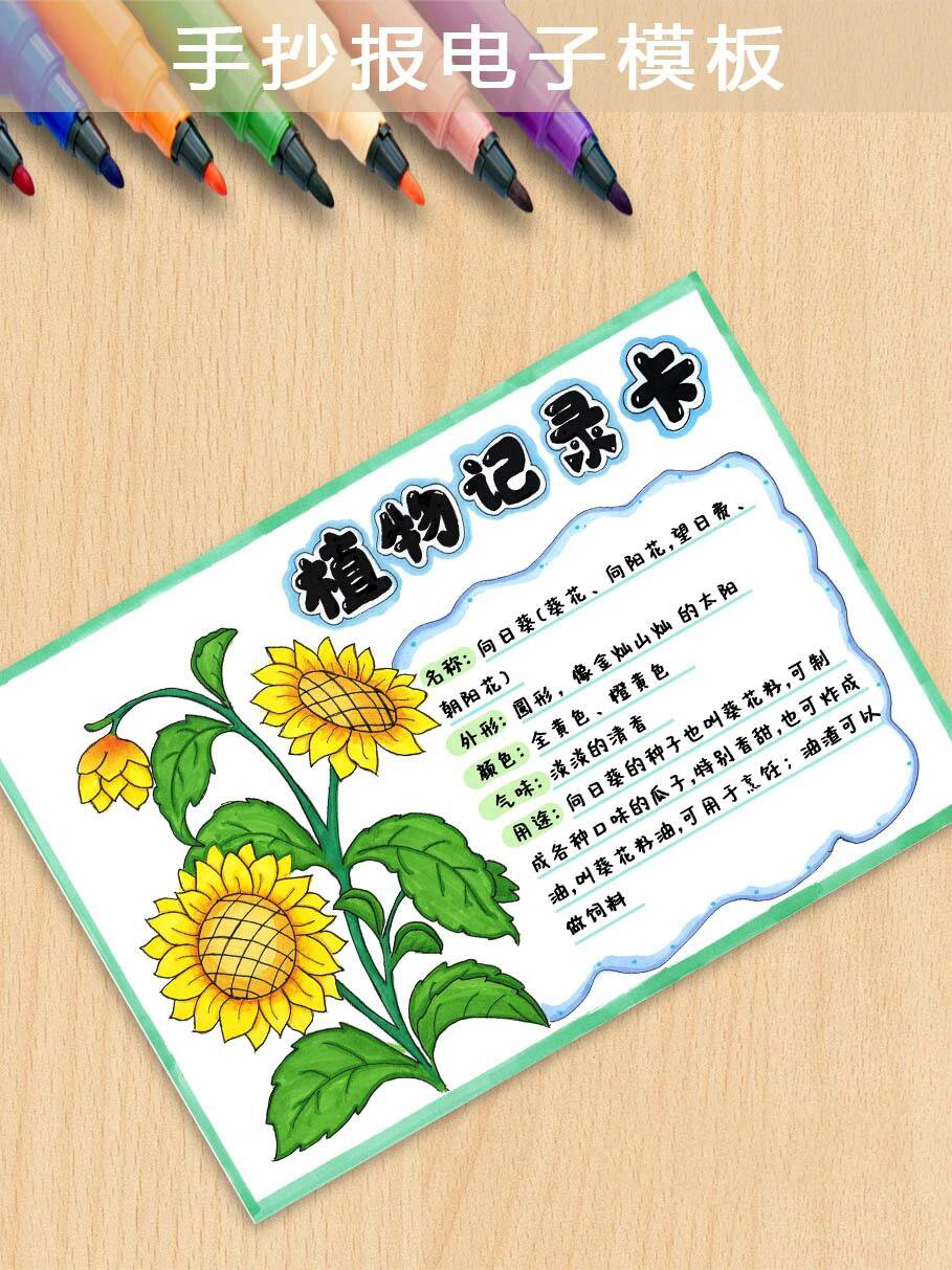 植物记录卡向日葵-204