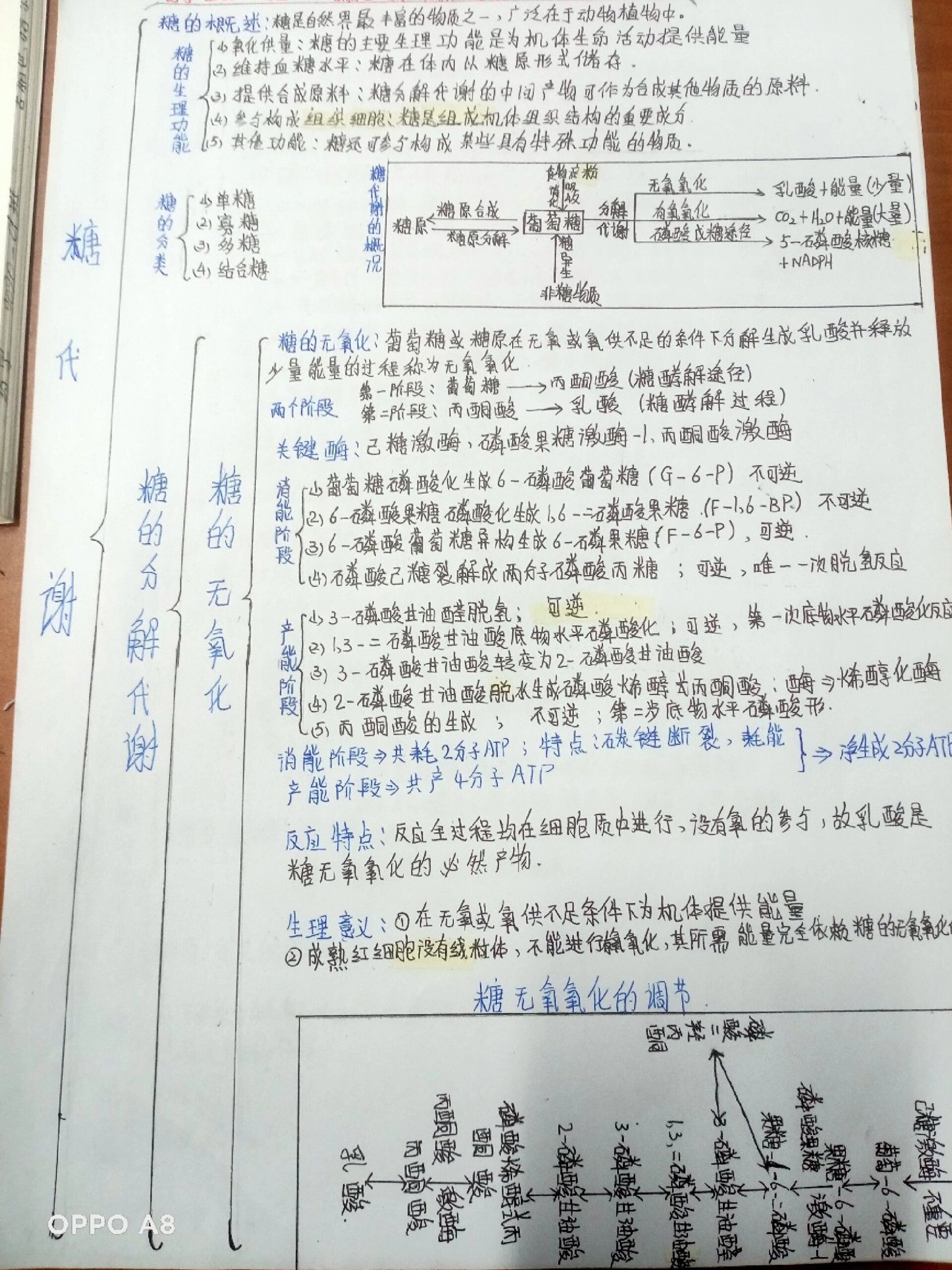 生物化学糖代谢思维导图