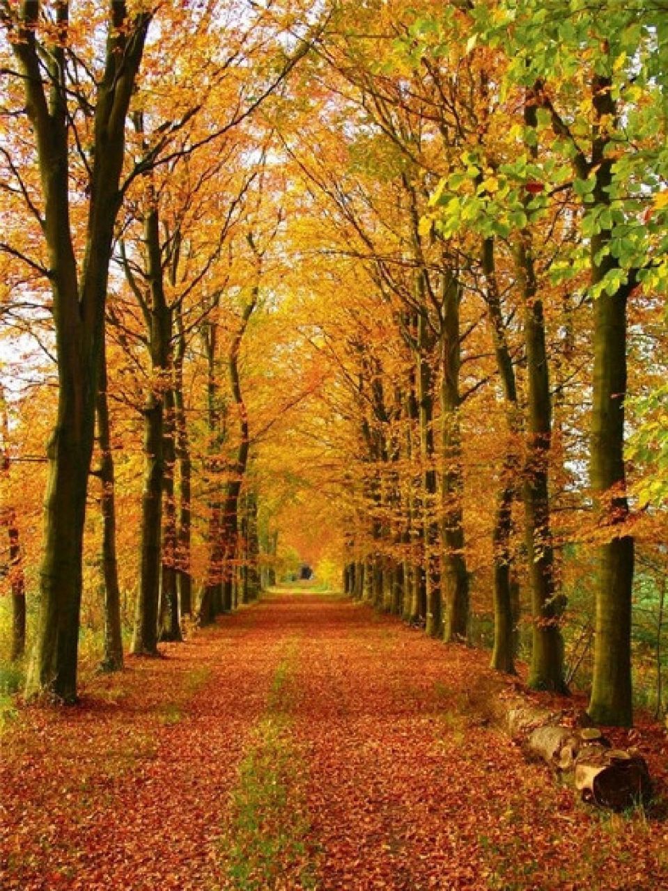 超美的风景图片,可当背景图