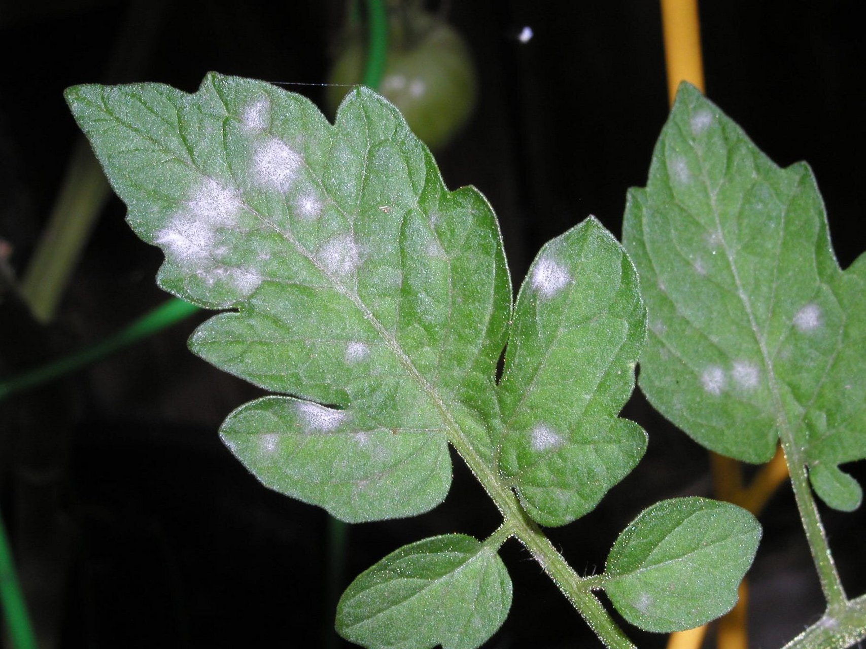 番茄种植常见病症(2):叶斑 (已更新,全) 分享下97常见病斑的辨别和