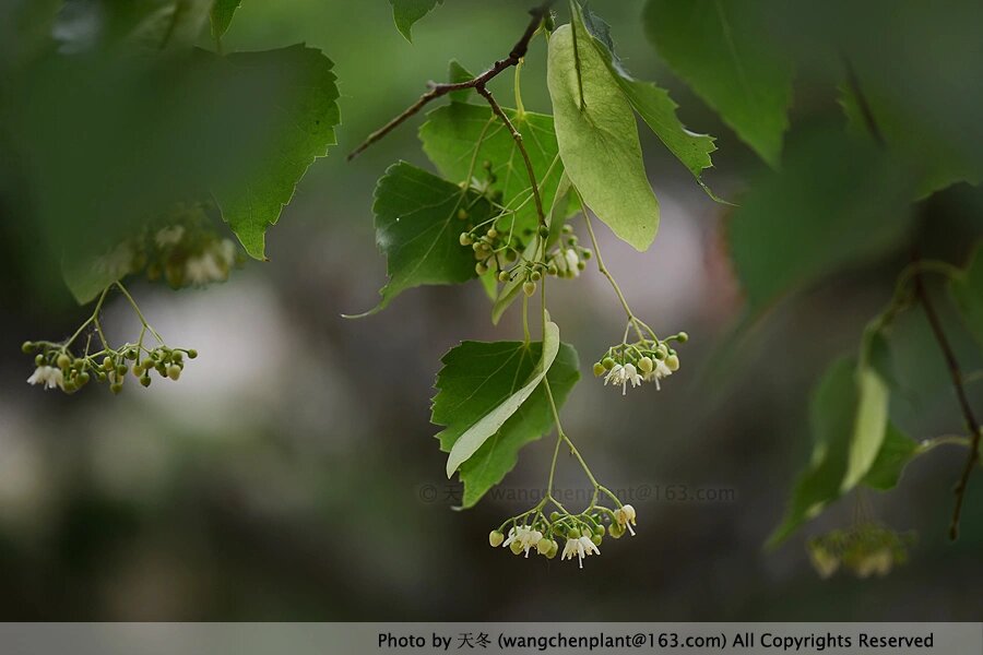 每天认识一片小树叶 | no. 003蒙椴