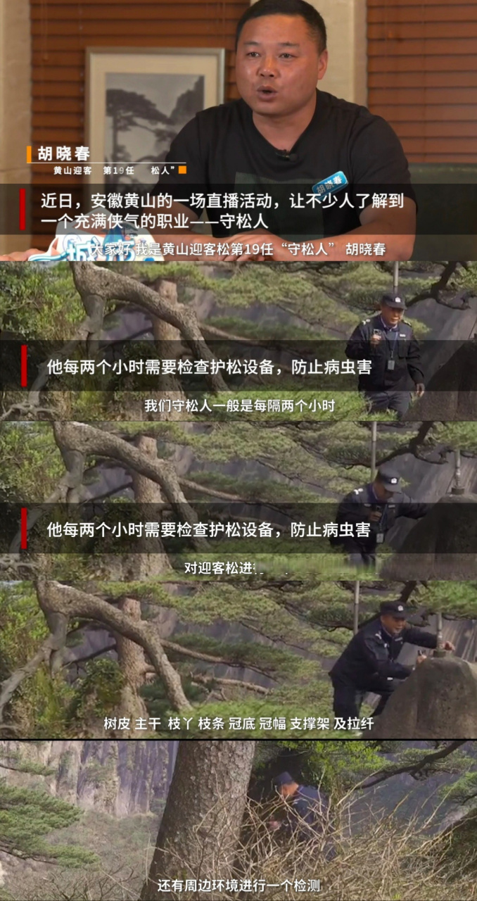 80后大叔专职守护迎客松十余年# 人与环境,生态之间的关系从来都不是