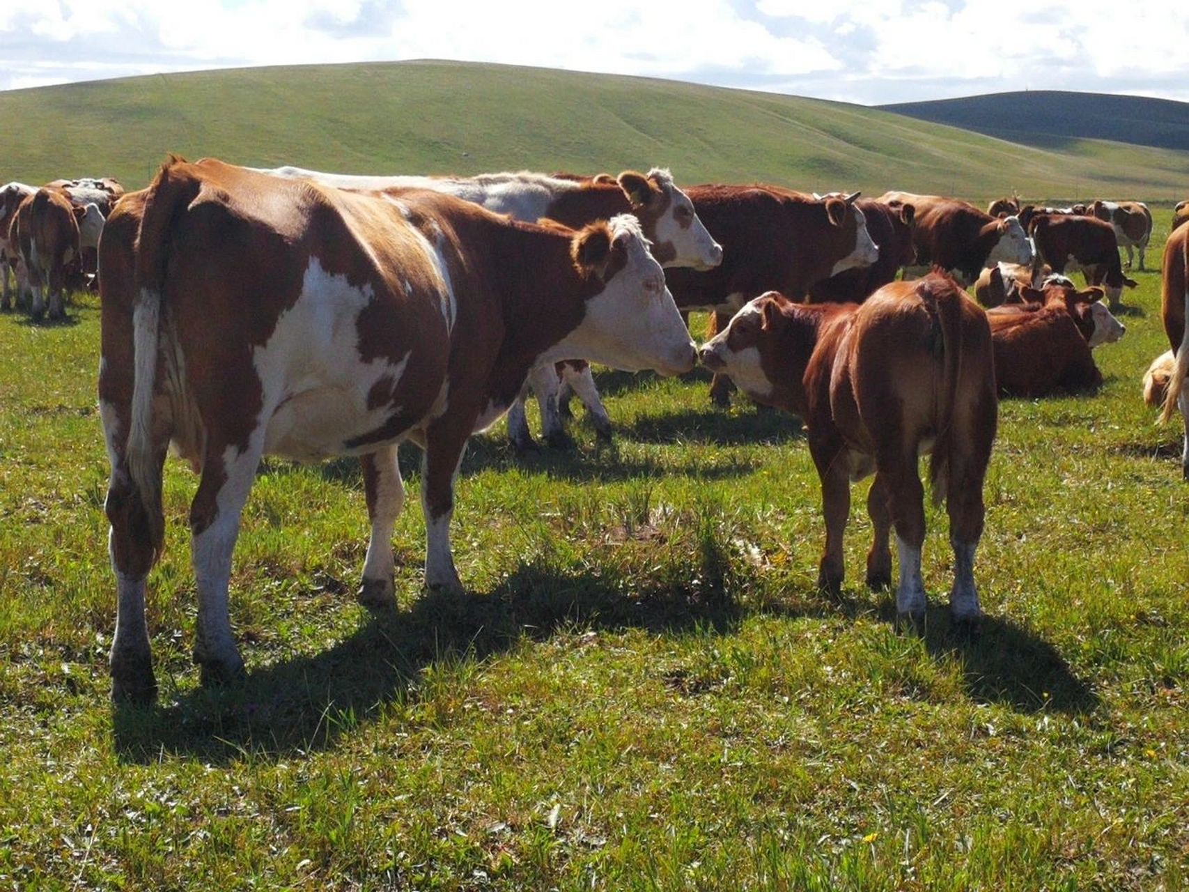 华西牛"到底有多"牛" "华西牛"以肉用西门塔尔牛为父本,以蒙古牛