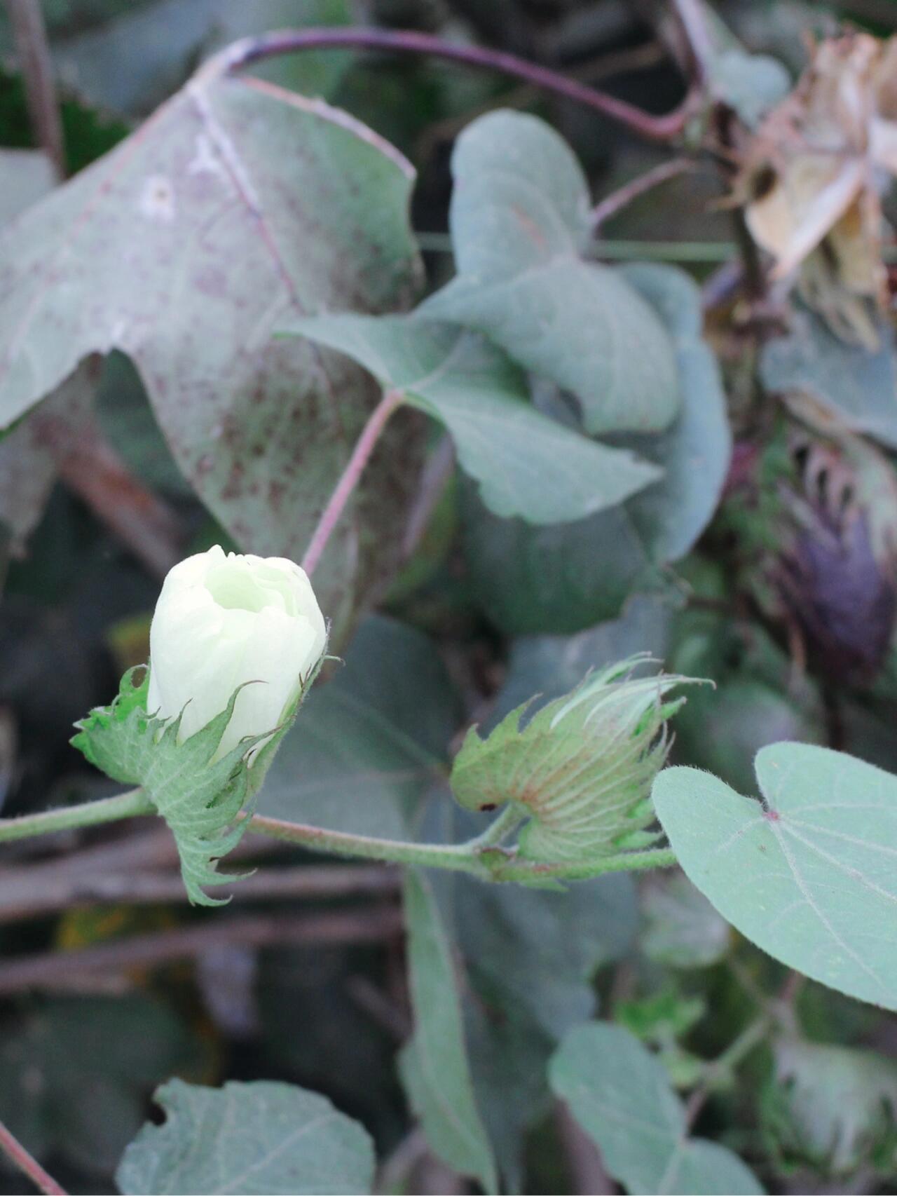 棉花是长在棉花树上的 棉花是长在棉花树上的