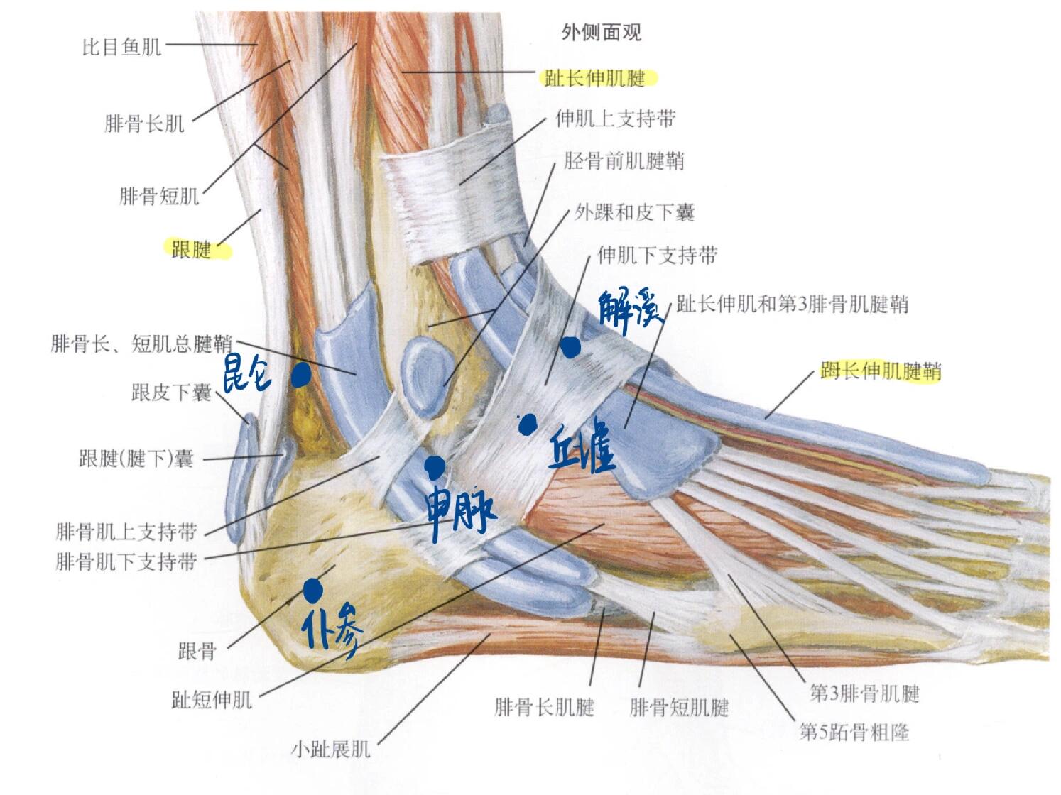 人体脚踝经脉图片