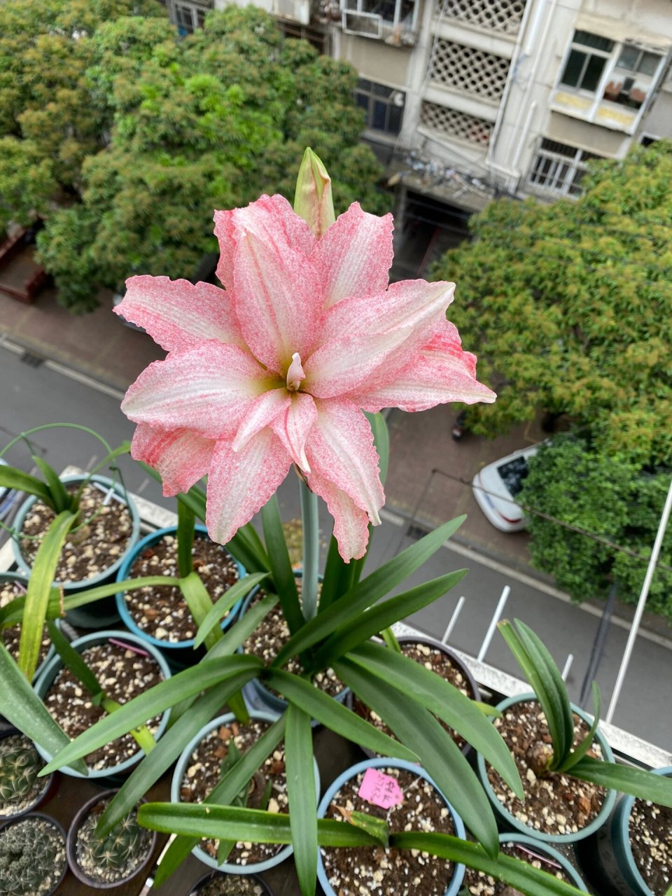 朱顶红气质美女 气质这一块真的没的说!