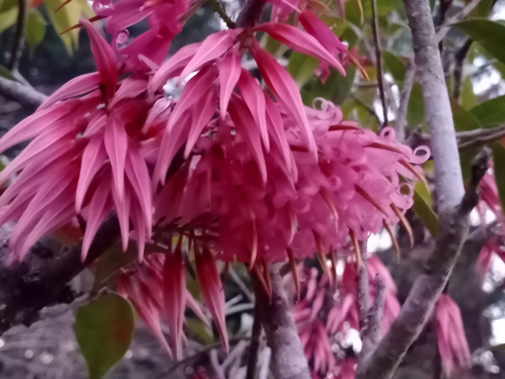 会开花的榕树火山榕.