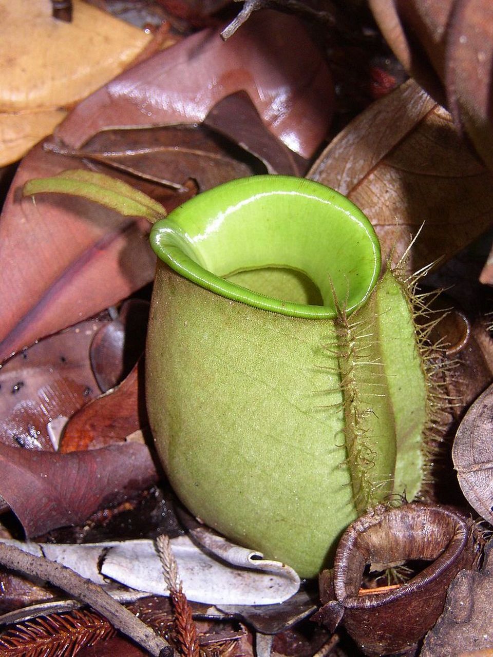 图1:盾叶猪笼草(学名:nepenthes peltata) 是菲律宾棉兰老岛汉密吉