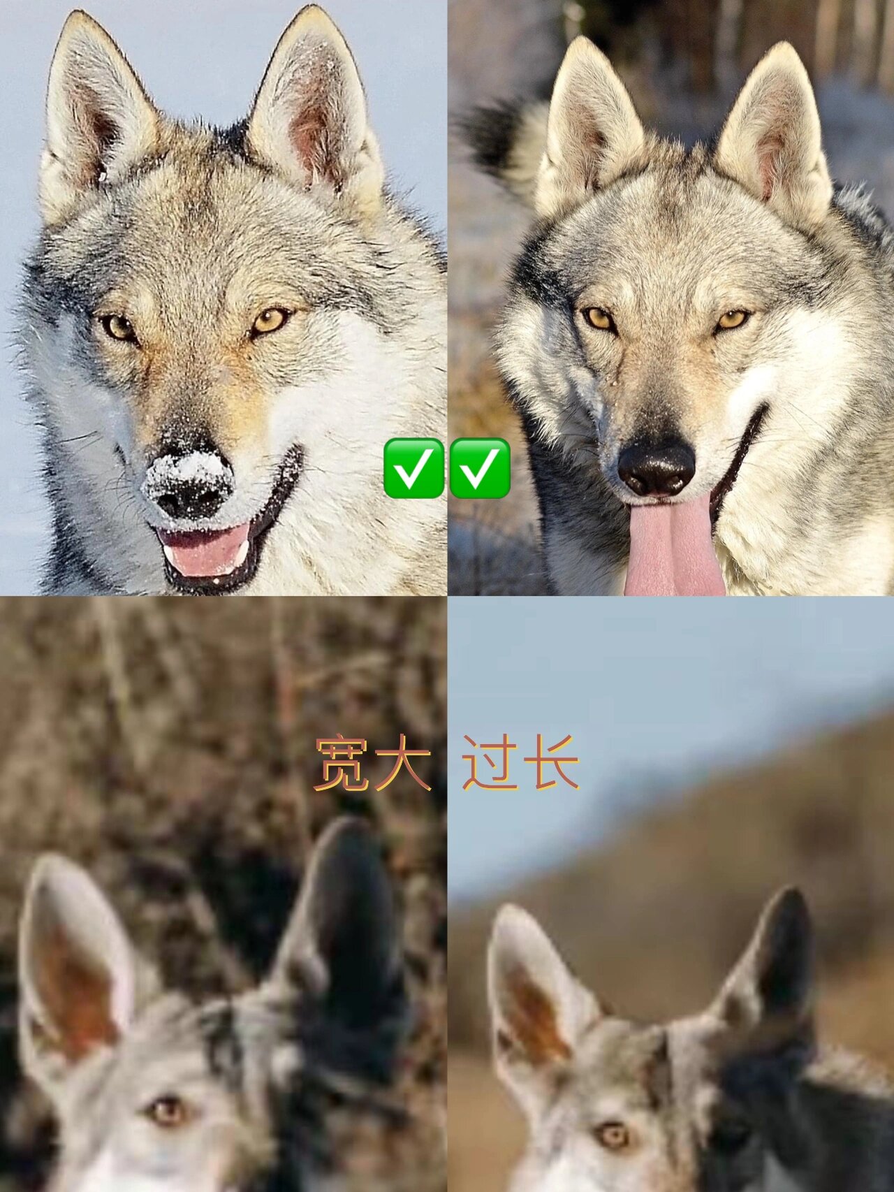 如何挑选捷克狼犬幼犬