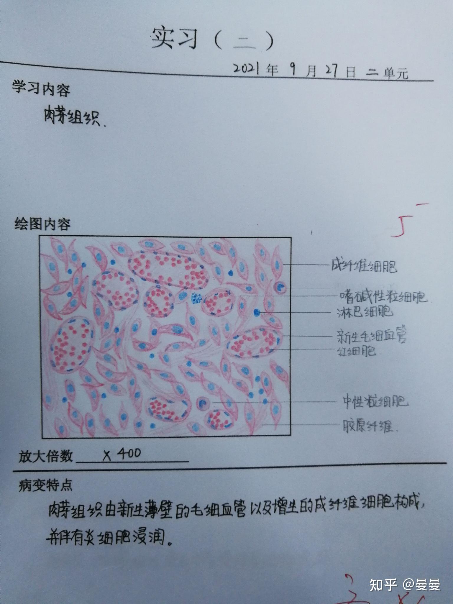 病理切片绘图图片