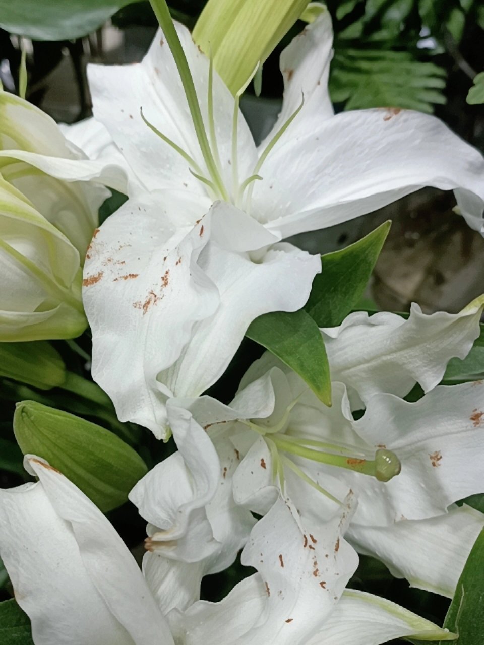 啊啊啊百合花粉怎么去掉啊?