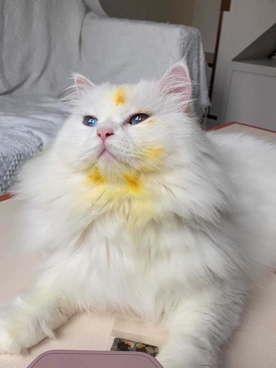 百合花对猫咪来说是剧毒7615 非常对不起我的猫 没有做好这方面的