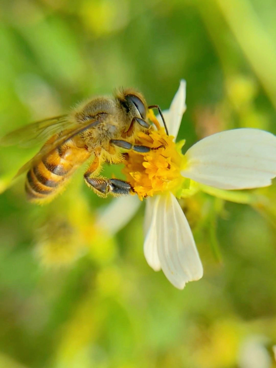 蜜蜂采花唯美视频素材