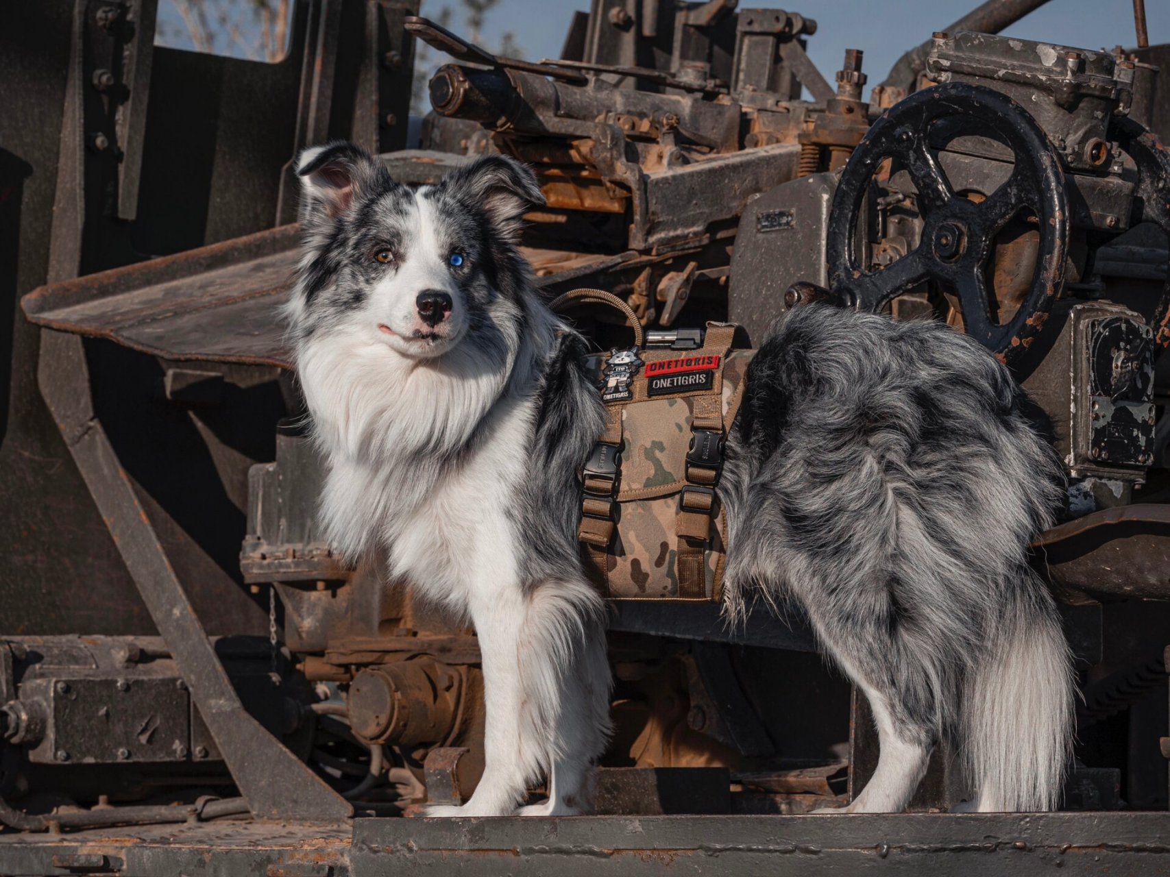 狗狗战术风穿搭92谁还不是个酷酷小狗了90