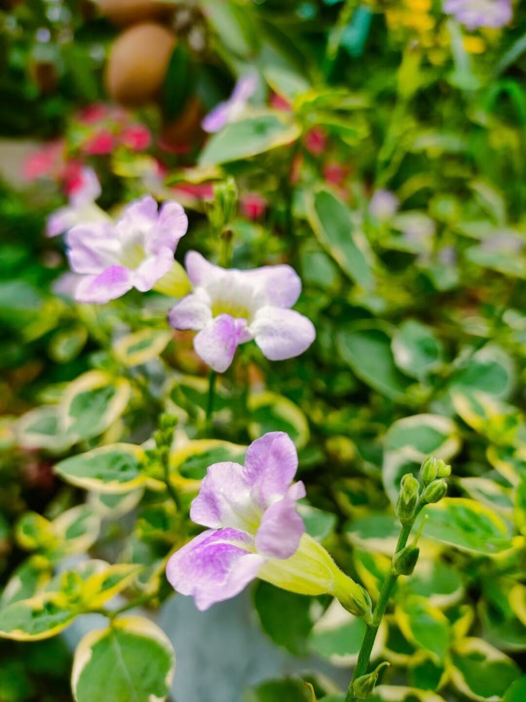 花叶蔓长春花期图片