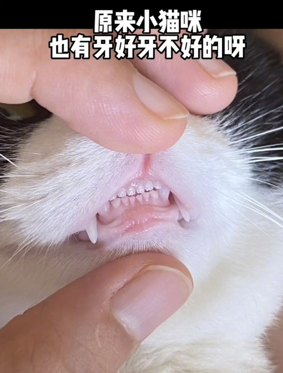 原来小猫咪也有牙齿好牙齿不好的呀   #文案# #情感# #小猫牙齿#