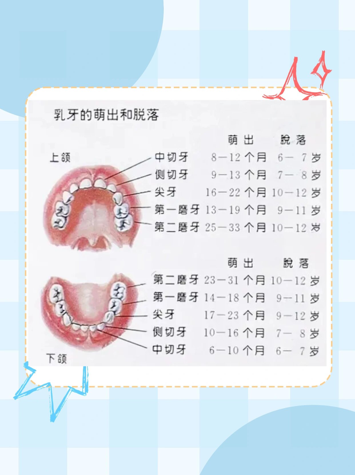 儿童的牙齿口腔发育过程可以概括为以下51566个阶段(详情见图2