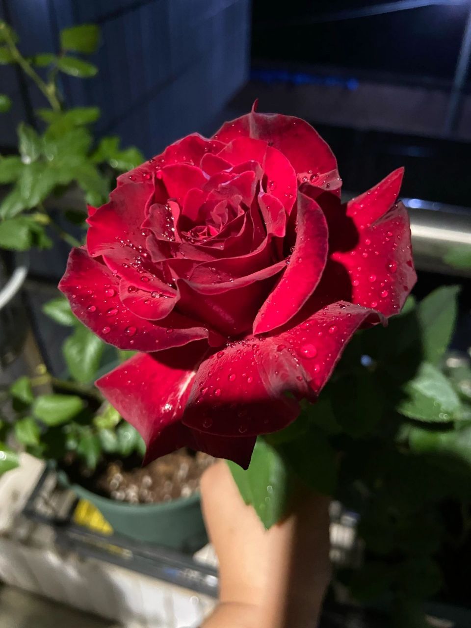 我最爱的红色品种月季 红丘,真的越看越让人着迷 花型非常优雅,颜色是