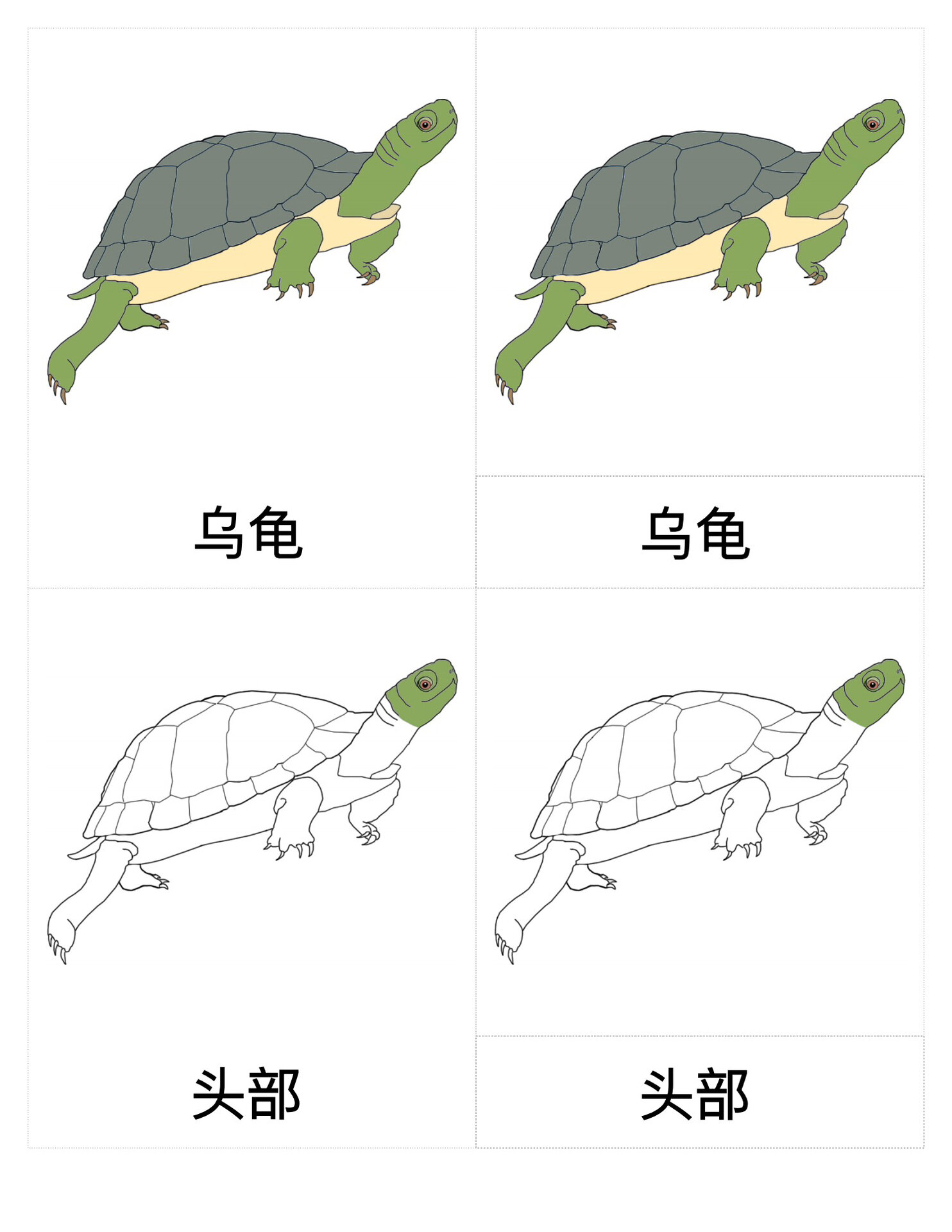 乌龟的身体结构图图片