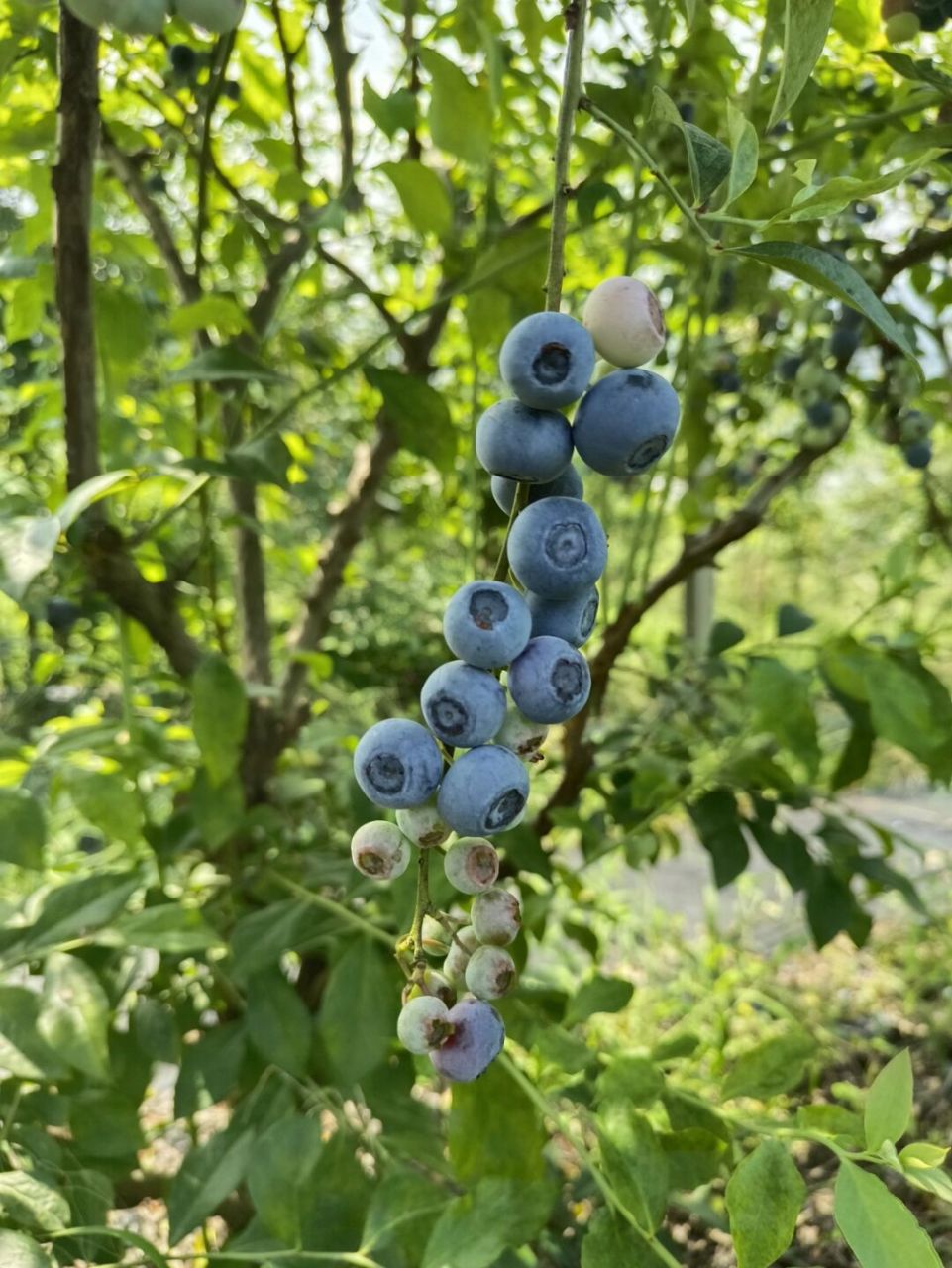 灿烂蓝莓品种介绍图片