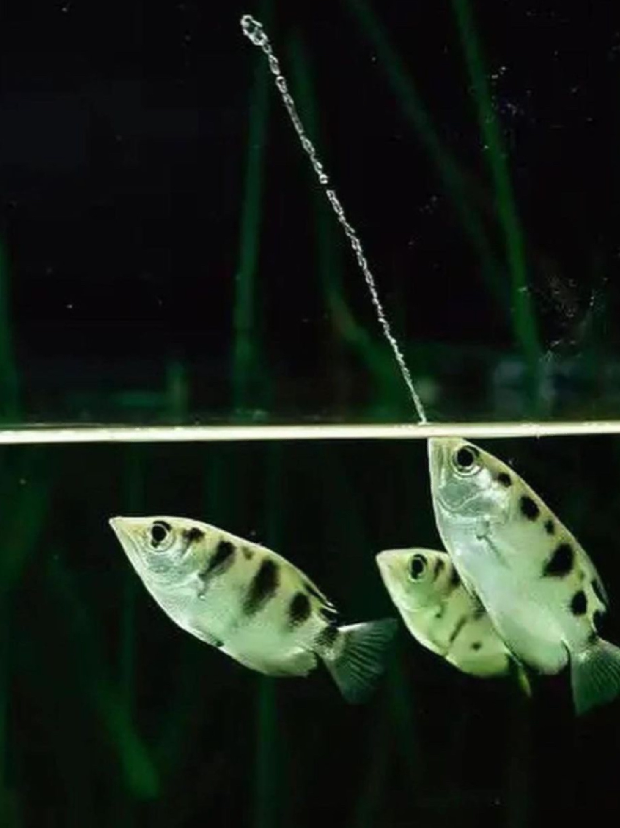 射水鱼的捕猎方式 照片来自 ins