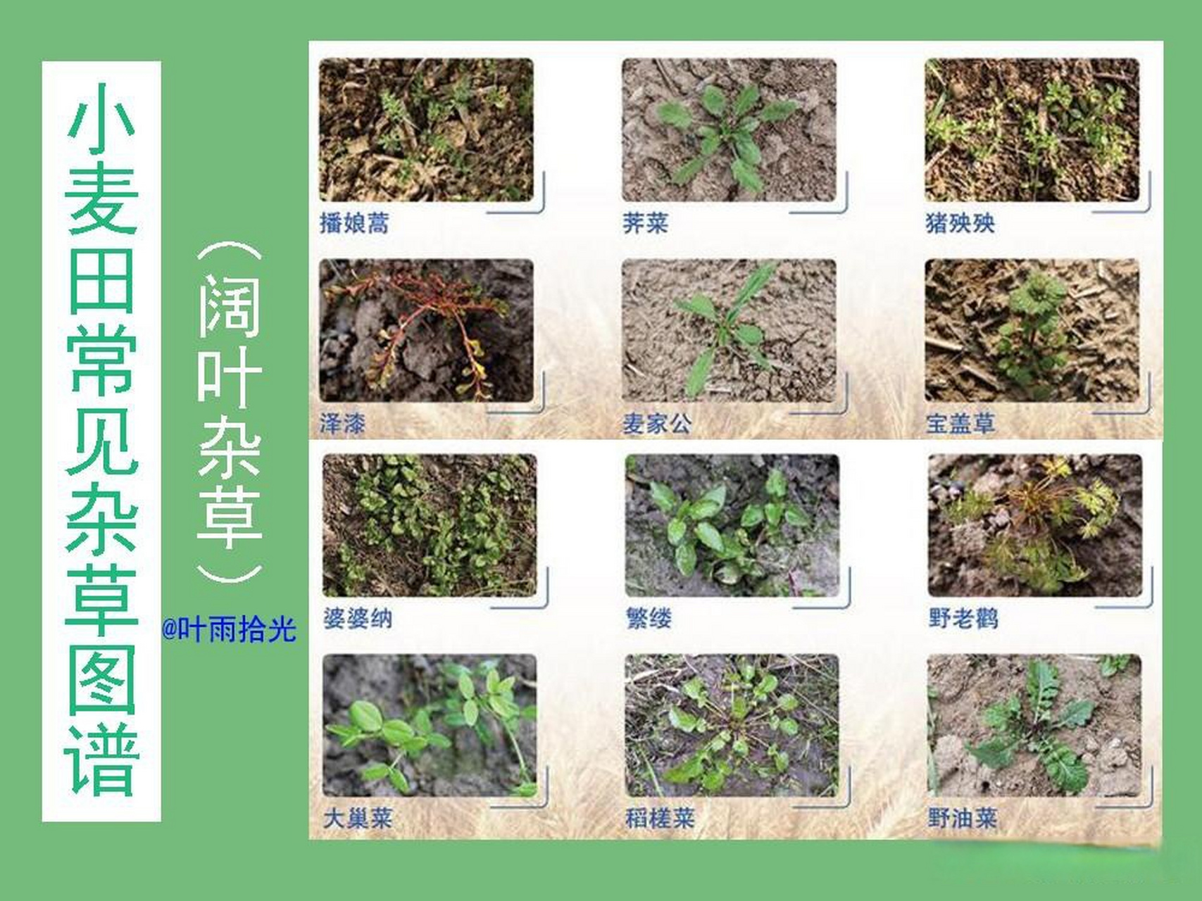 小麦田常见杂草图谱