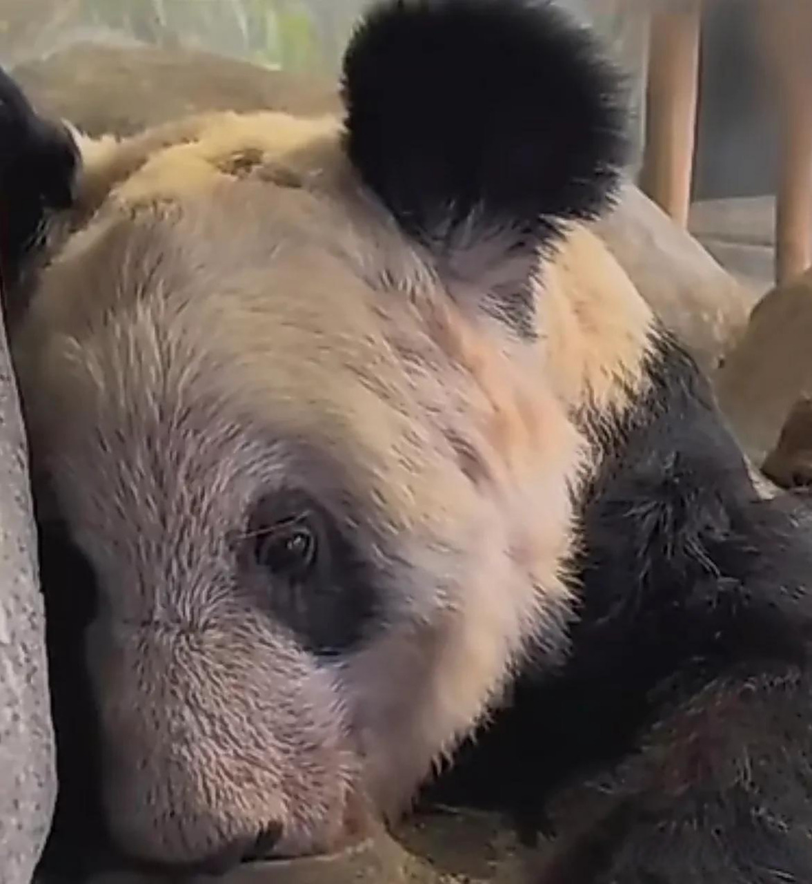 今天到处都是大熊猫丫丫的消息,小眼神可怜巴巴的委屈求全,真想把它