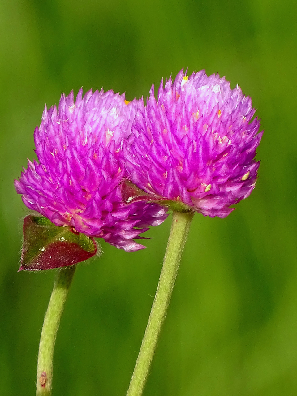 好摄之友#千日红