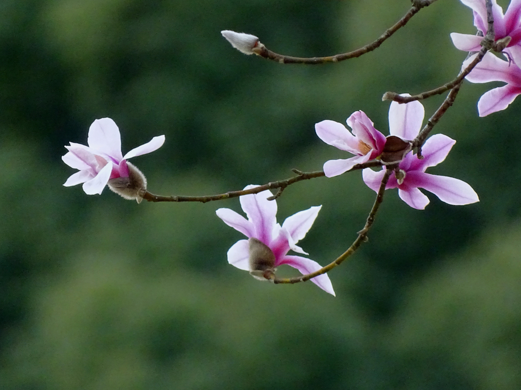 "天目玉兰",难得遇见,数量稀缺,是国家保护物种.(拍摄于植物园)