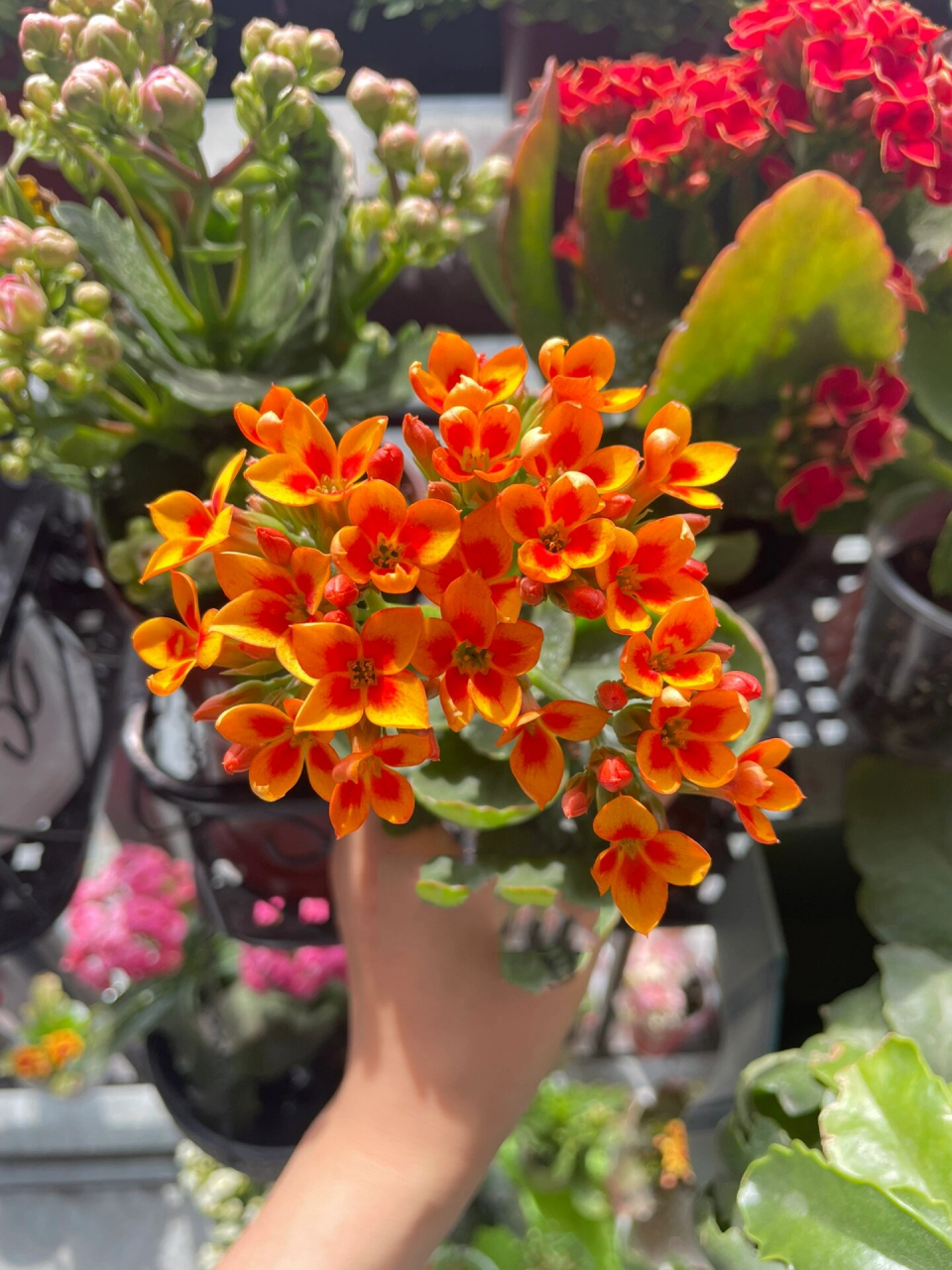 长寿花:黄水晶/流光溢彩 单瓣大花,很耀眼的颜色,在众多花丛里很显眼