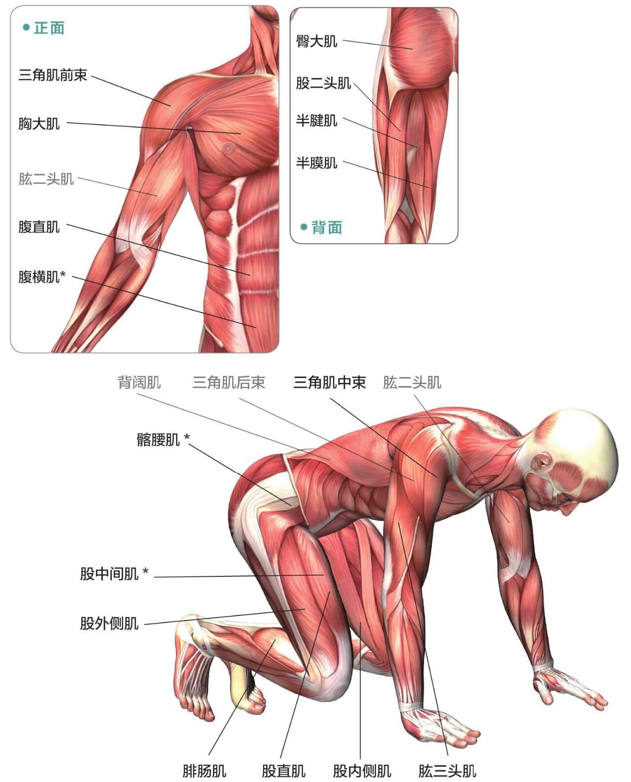 (俯卧撑-蹲跳) 目标肌群 胸大肌,肱三头肌,三角肌前束,三角肌中束