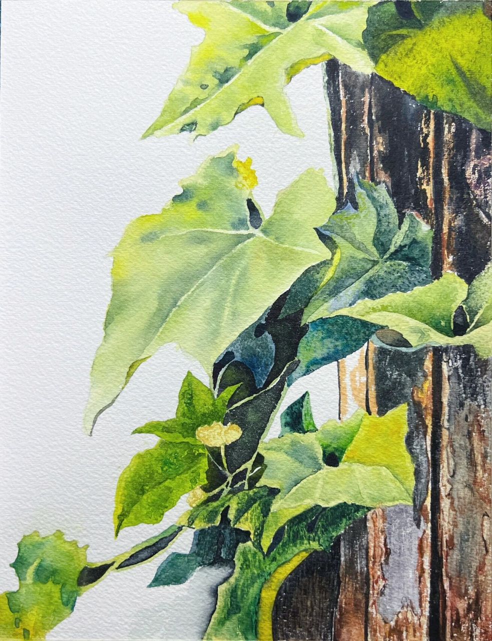 南瓜藤(含步骤图) 临摹 老师的南瓜藤