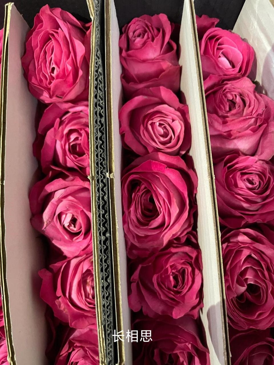 常见玫红色玫瑰 大桃红,市场上基本已经没有了.