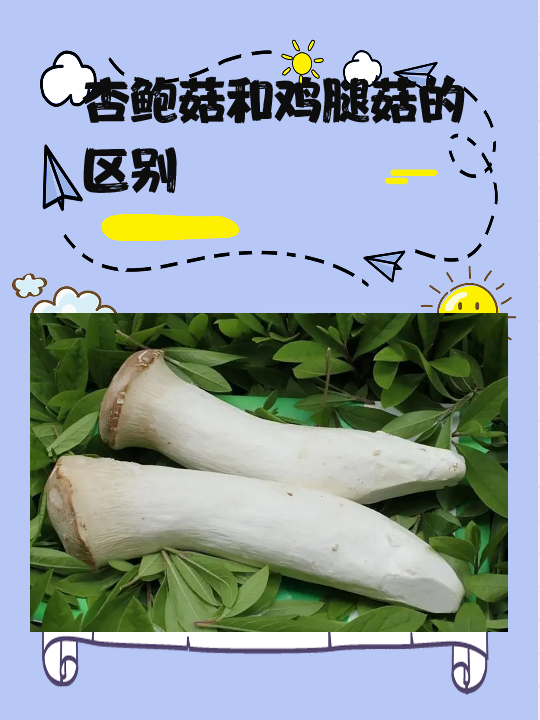 杏鲍菇和鸡腿菇的区别 杏鲍菇和鸡腿菇的区别如下: