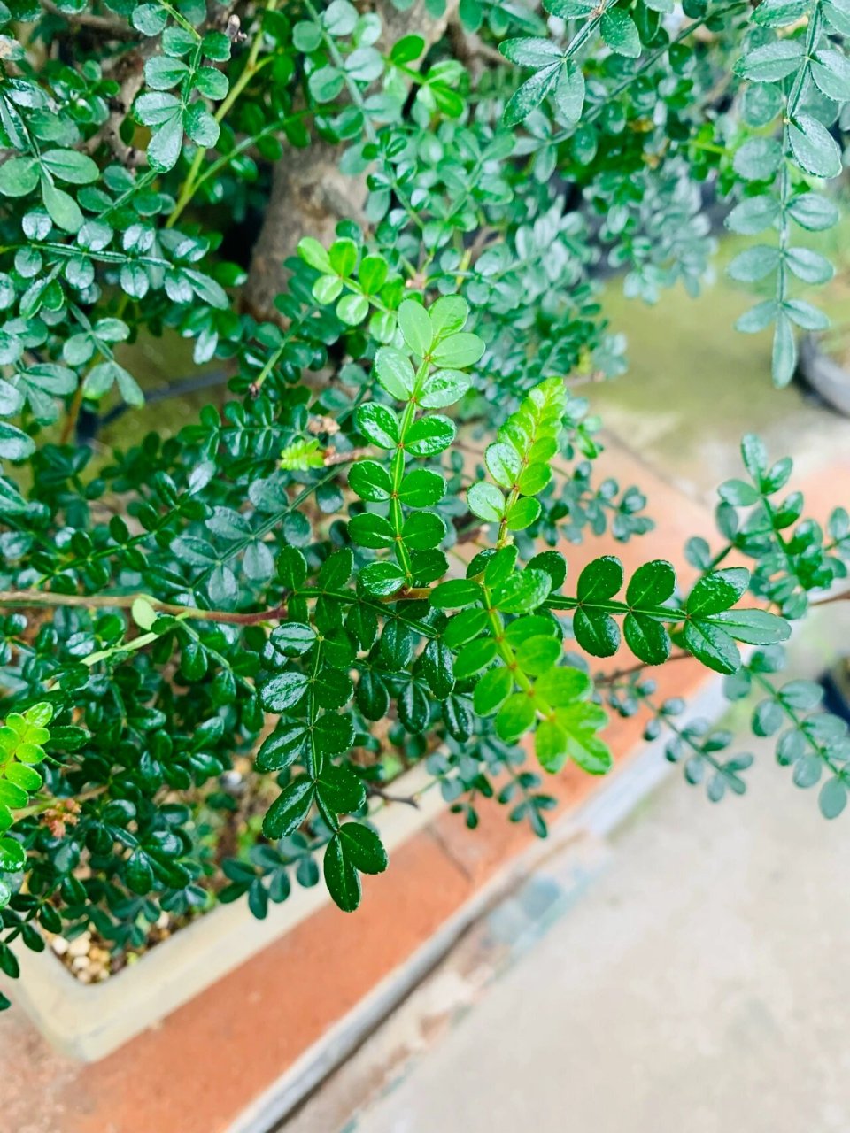 中品胡椒木盆景 四季青翠,胡椒木可以要来盆栽放置在各个地方,可以起