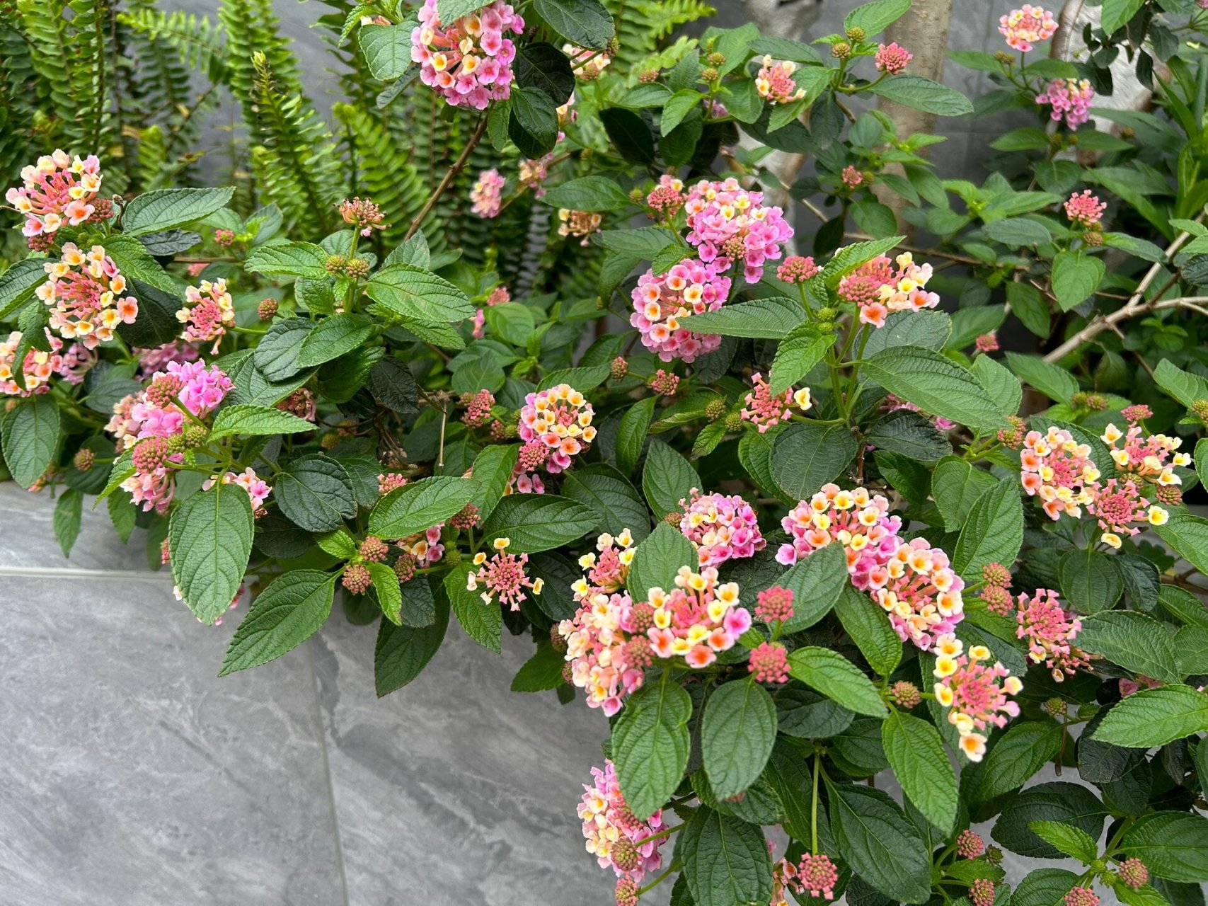 五角梅 又开了,一直开……唯一缺点这叶子我每次碰到都手痒