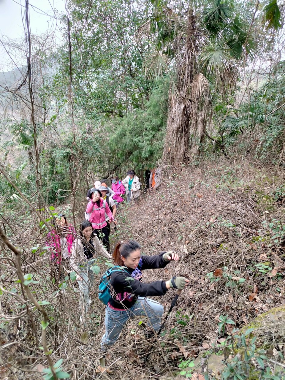 徒步爬山|寨山坪森林公园   每周一山徒步计划