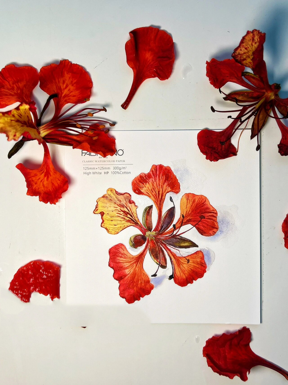 水彩写生|画一朵红红火火的凤凰花～ 好像最近都在画玫瑰,今天换一个
