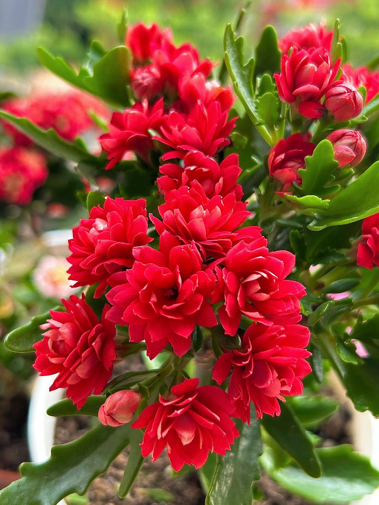 复花的非洲红宝石