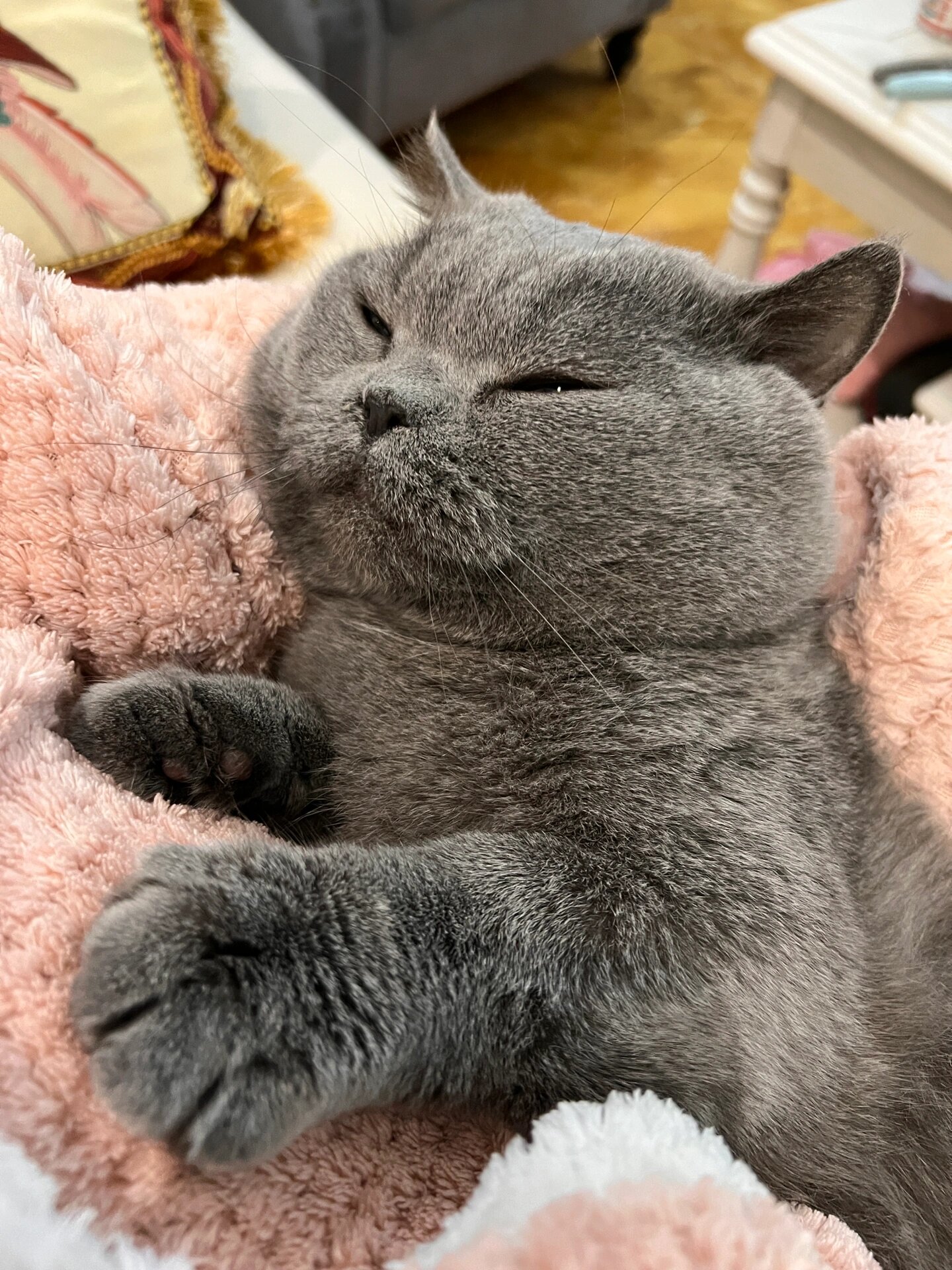 蓝猫毛尖白 网上说蓝猫毛尖白色叫"毛尖挂霜",又说因为营养不良也有说