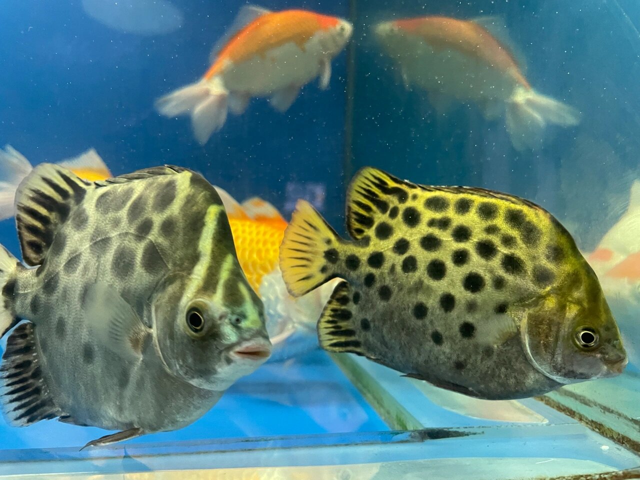 淡化原生金鼓鱼
