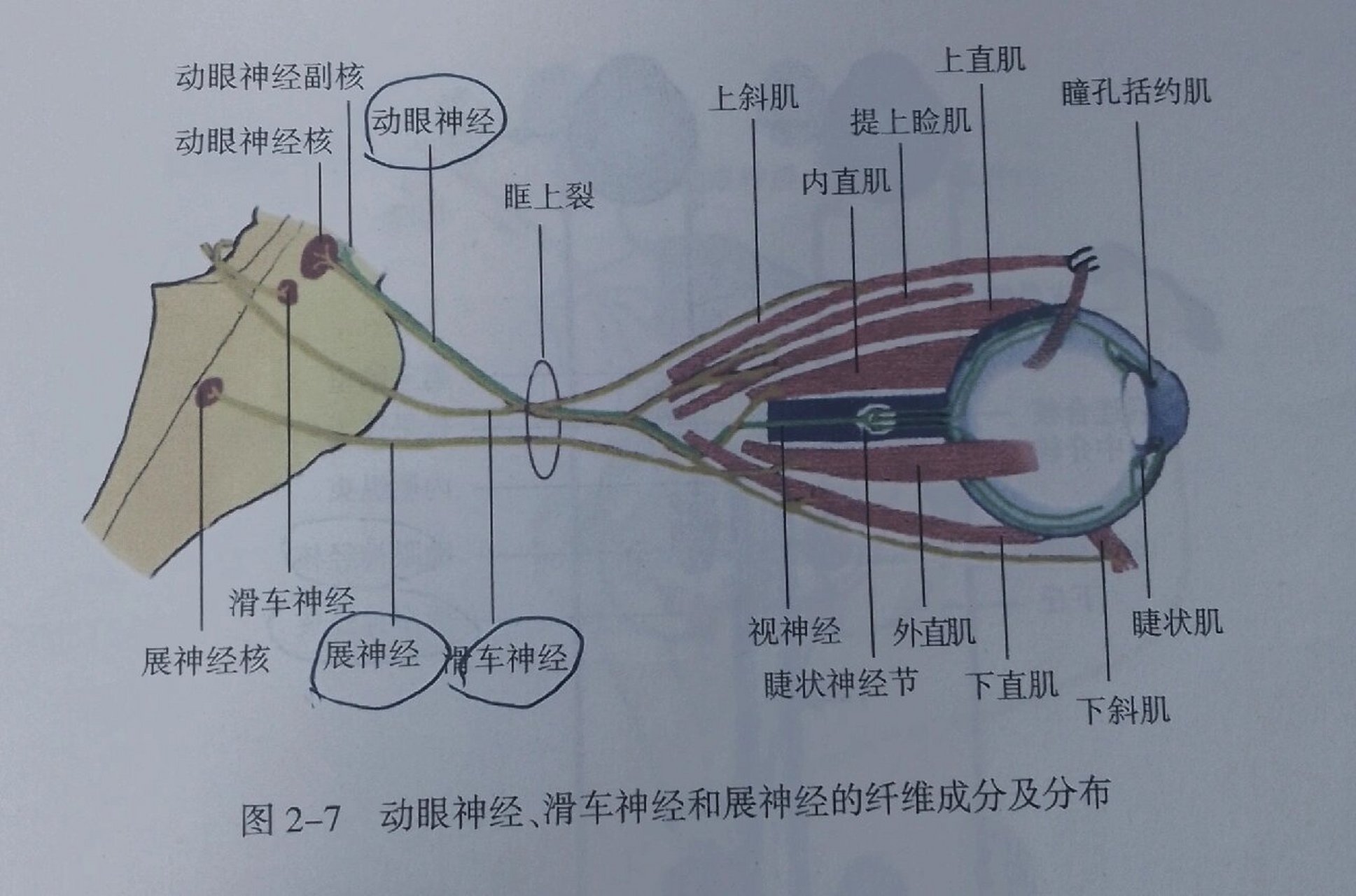 滑车神经(trochlear nerve):中脑动眼神经核下端的滑车神经核,其纤维