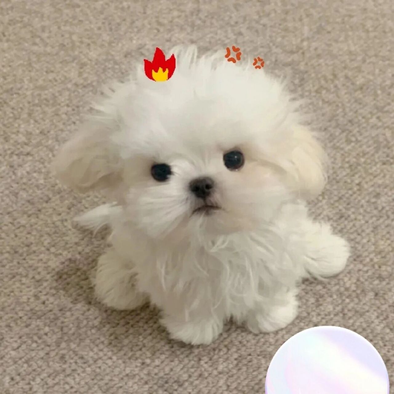 小狗表情包哦! 可爱的小狗