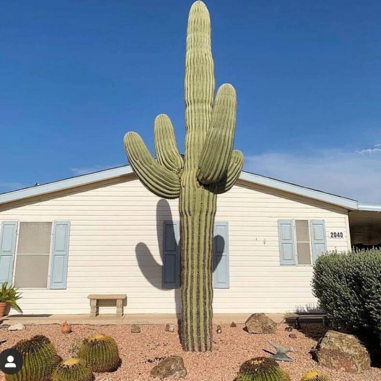 世界最大的仙人掌之一-武伦柱 这种仙人掌可以活200多年,以其巨大的