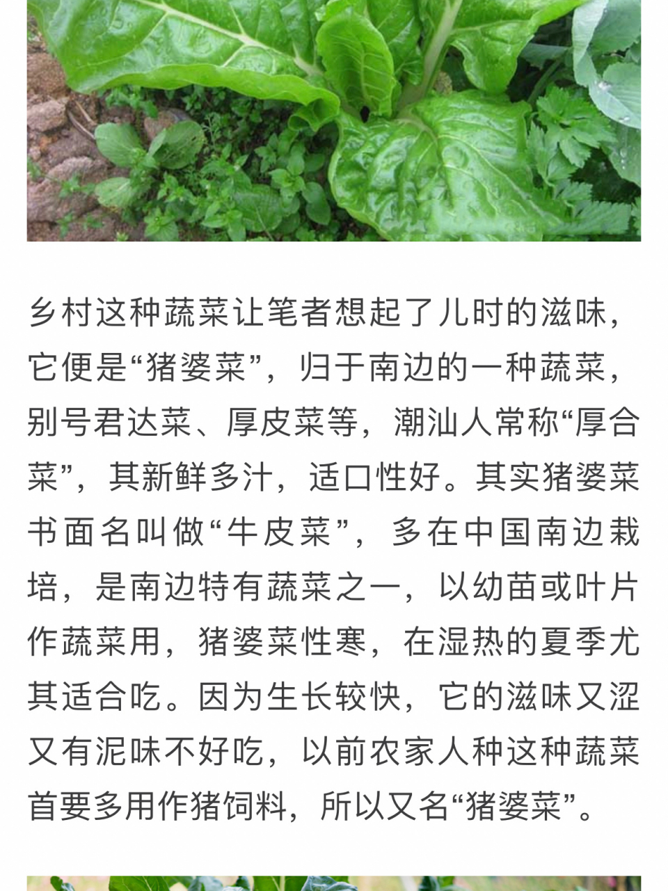 猪婆菜包 猪婆菜包  广东人叫猪婆菜,听老人家说以前是喂猪的菜,叶子