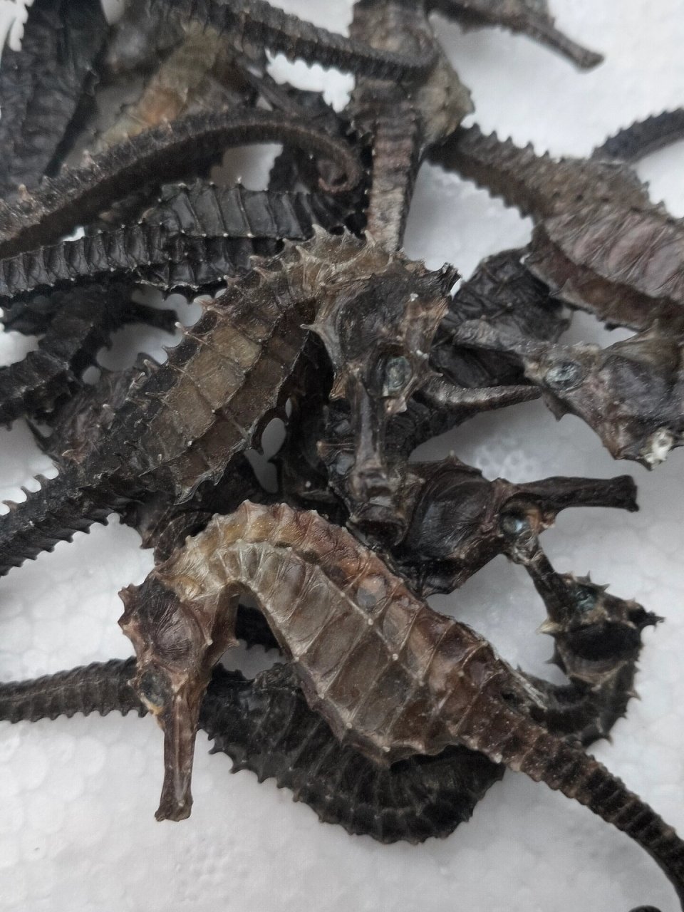 线纹海马# #海马干# #儿童成长增高汤# #海南海马干# #海马产地直销