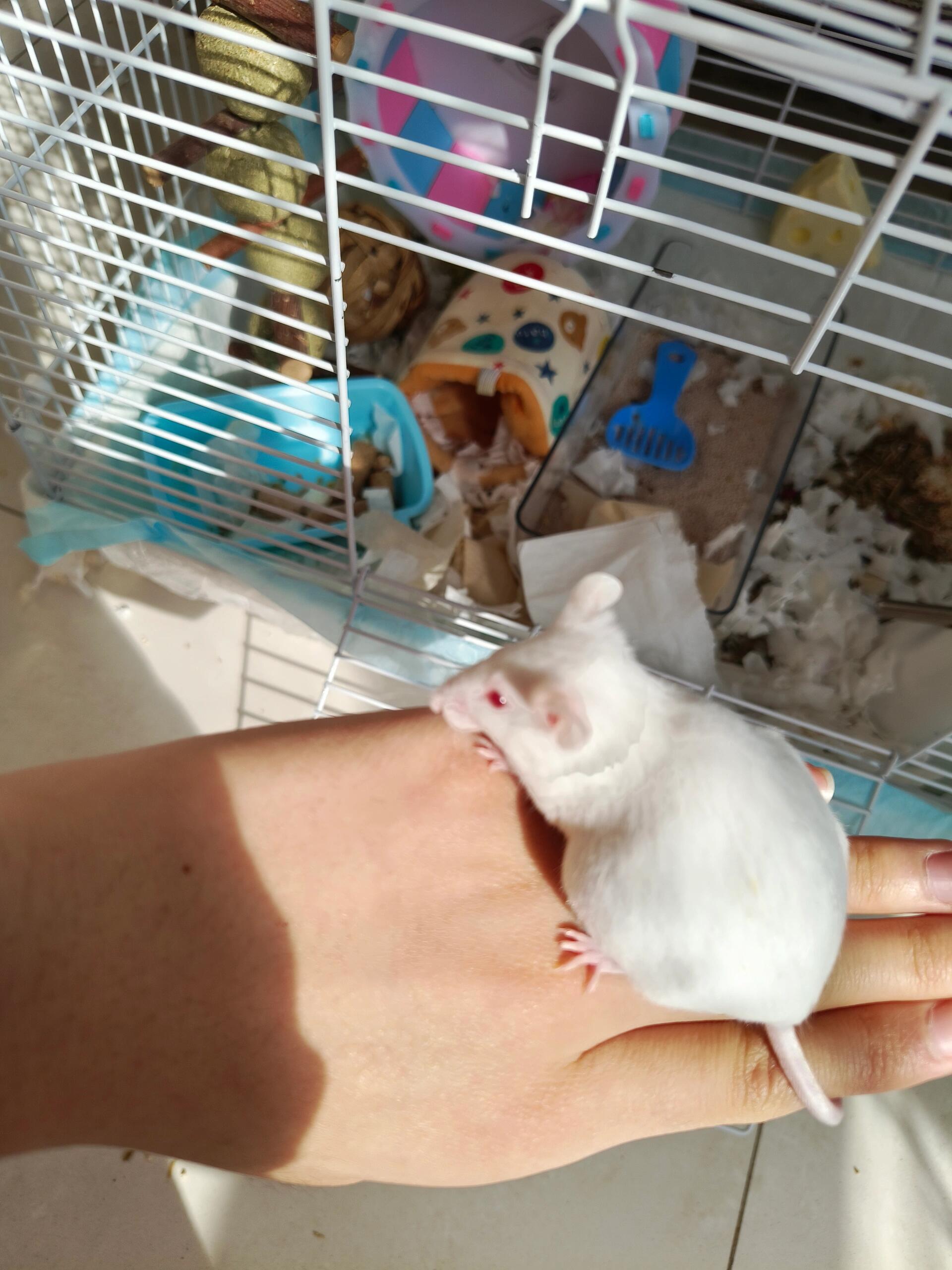 小白鼠10r(送笼子垫料零食)领养