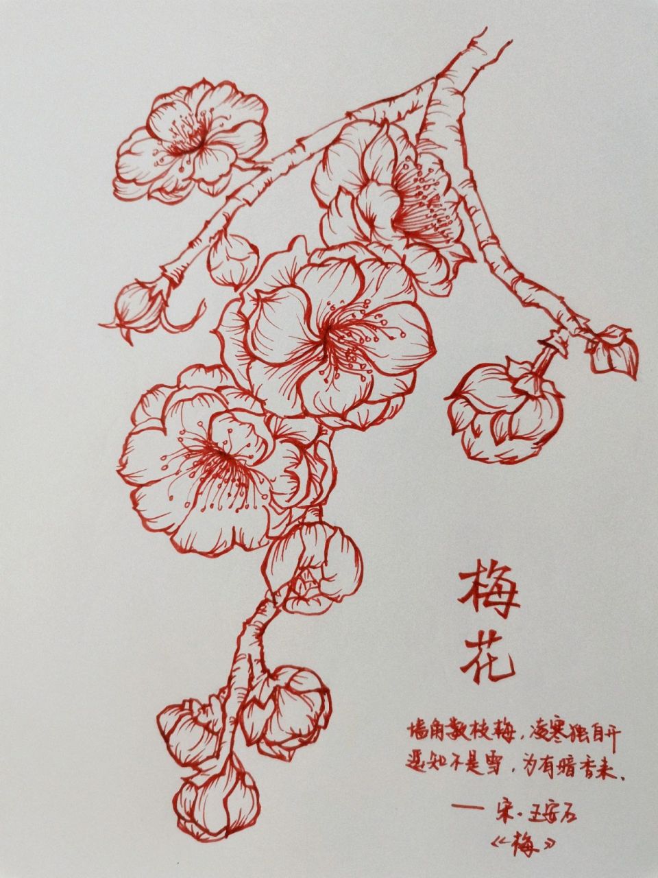 花朵手绘——梅花