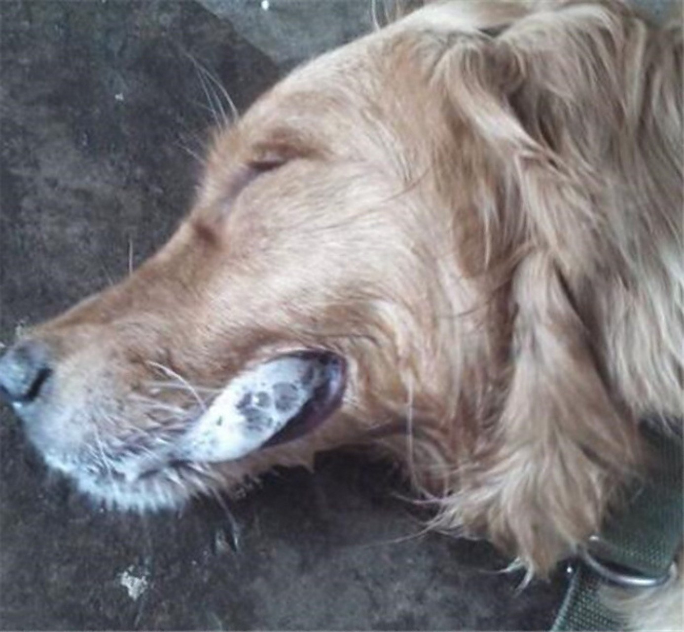 狗狗口吐白沫怎么回事?