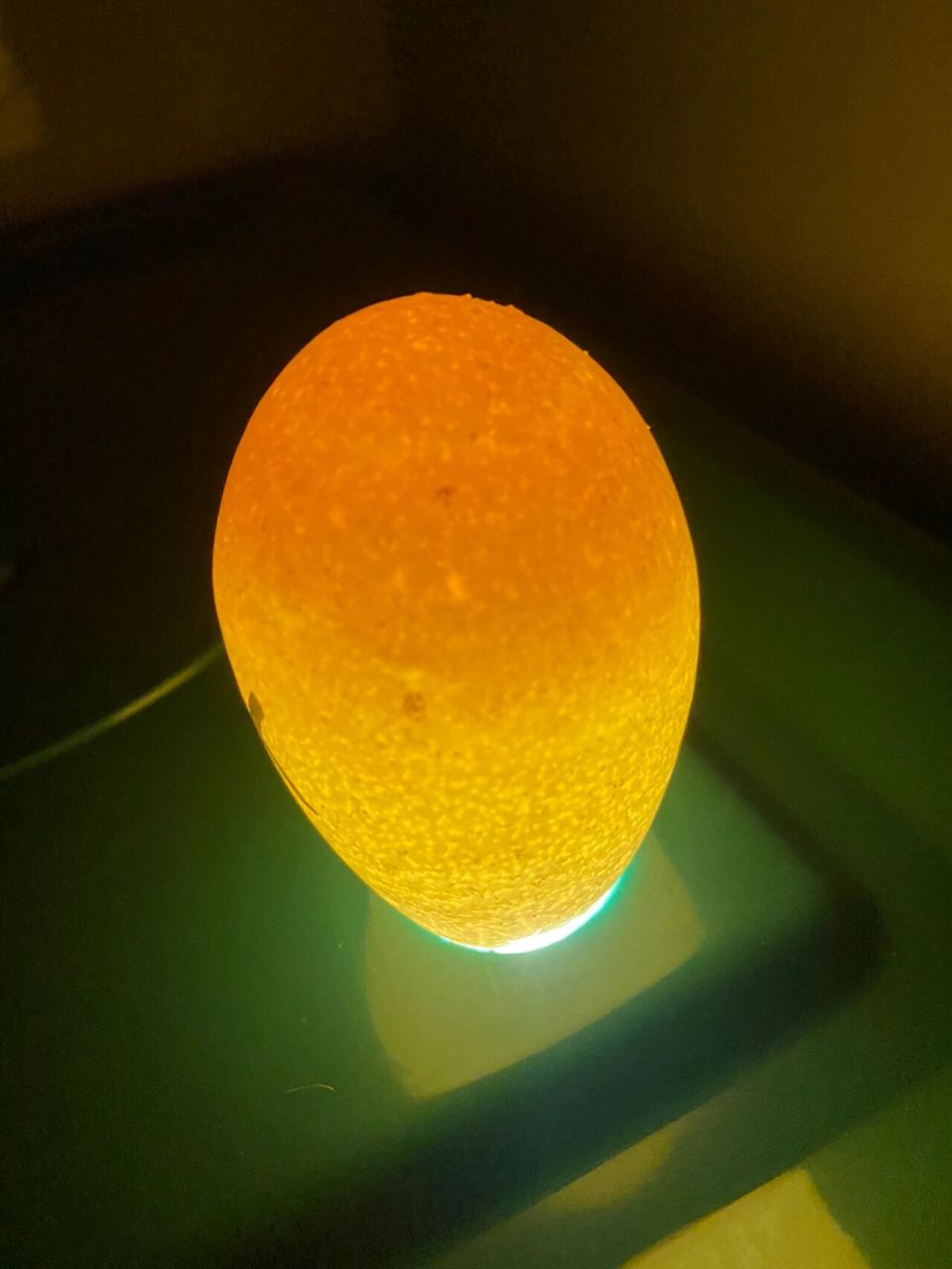 孔雀蛋孵化 孵化六天照蛋, 买了八个蛋5个有血丝 3个没受精